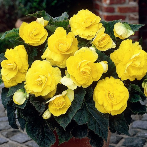 Double Begonia - Yellow