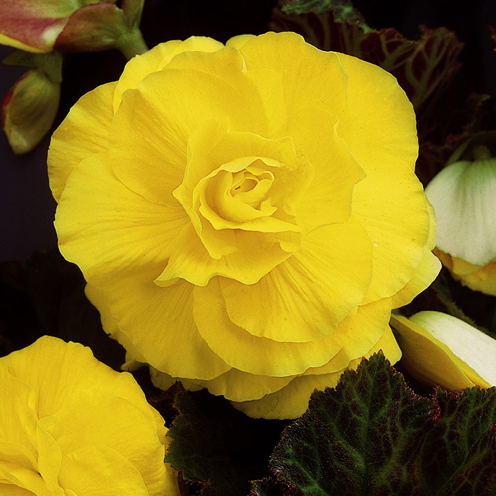 Double Begonia - Yellow