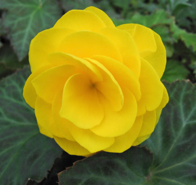 Double Begonia - Yellow