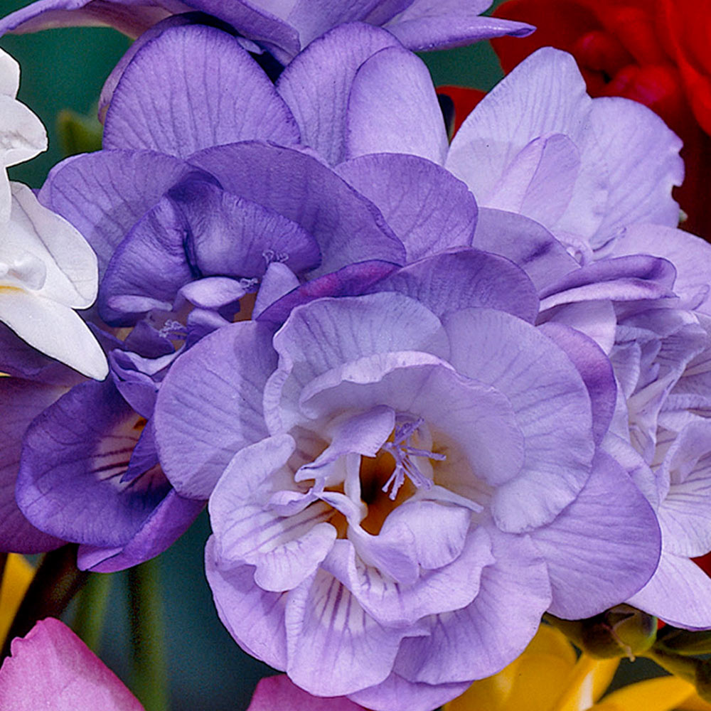 Double Freesia - Blue