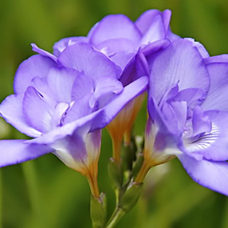 Double Freesia - Blue