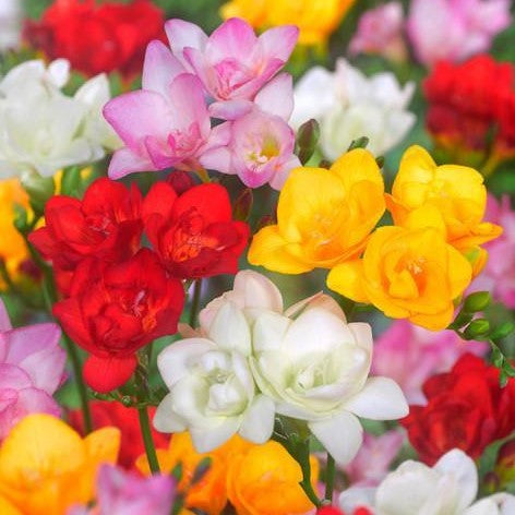 Double Freesia - Mixed