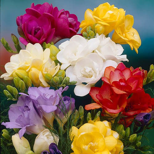 Double Freesia - Mixed