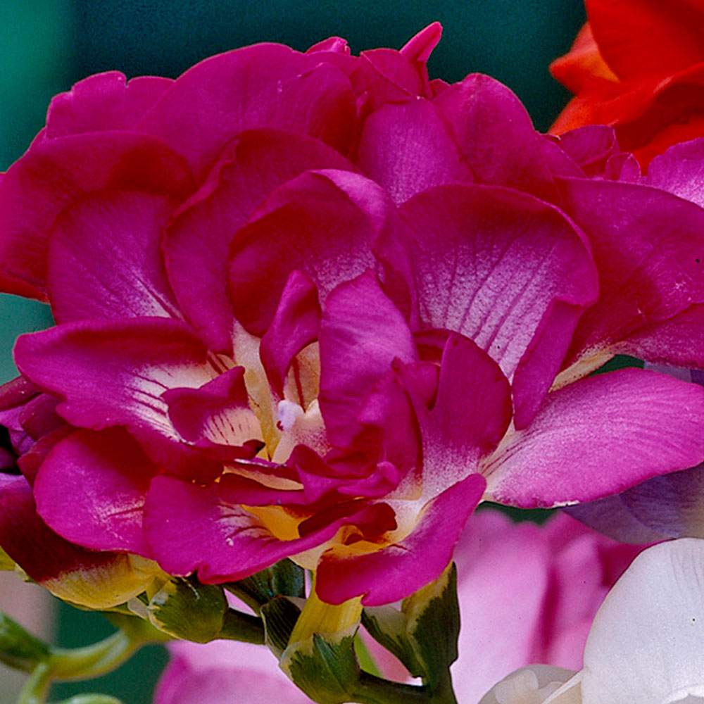 Double Freesia - Pink