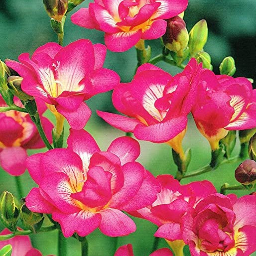 Double Freesia - Pink