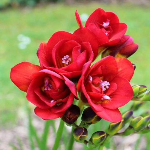 Double Freesia - Red