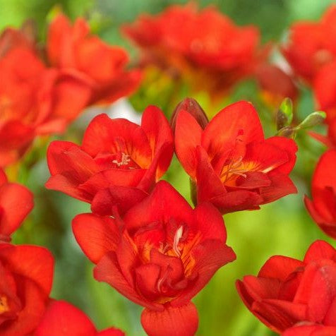 Double Freesia - Red