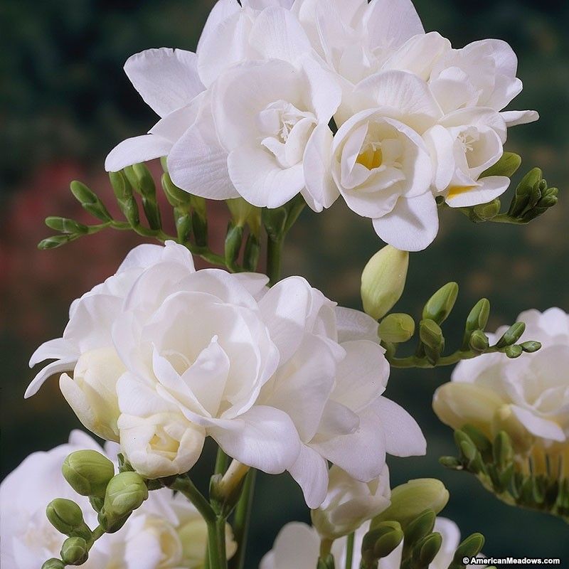 Double Freesia - White