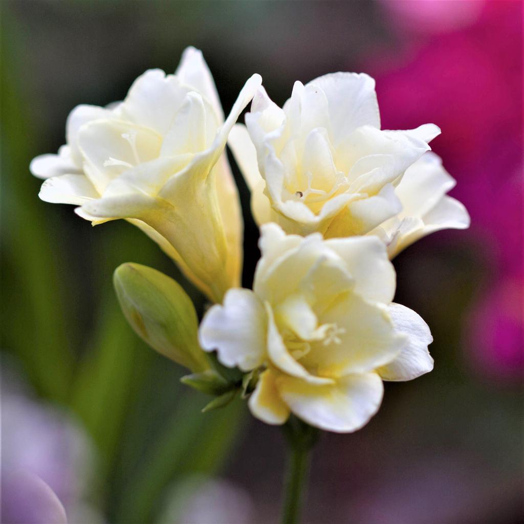 Double Freesia - White