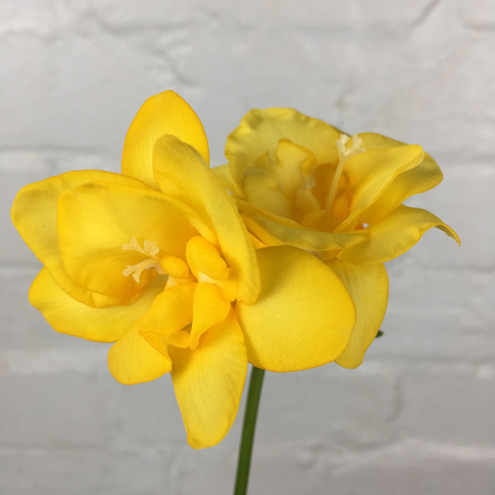 Double Freesia - Yellow