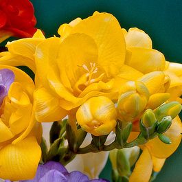 Double Freesia - Yellow