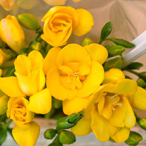 Double Freesia - Yellow