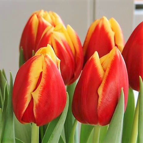 Tulip - Dow Jones