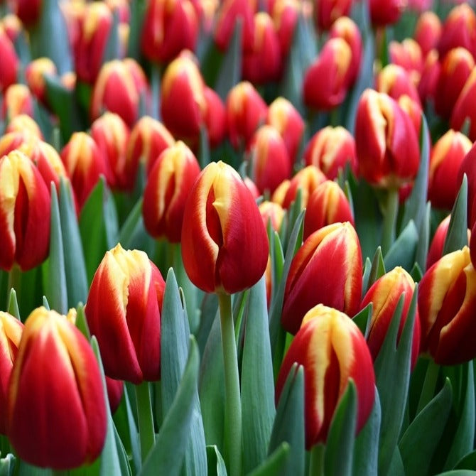 Tulip - Dow Jones