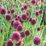 Allium - Sphaerocephalon - Drumstick