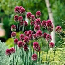 Allium - Sphaerocephalon - Drumstick