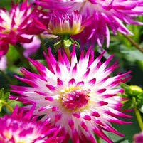 Dahlia Cactus - Dutch Explosion