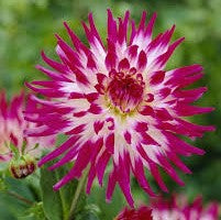 Dahlia Cactus - Dutch Explosion