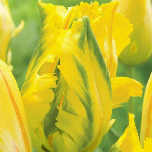 Tulip - Eagle Wings