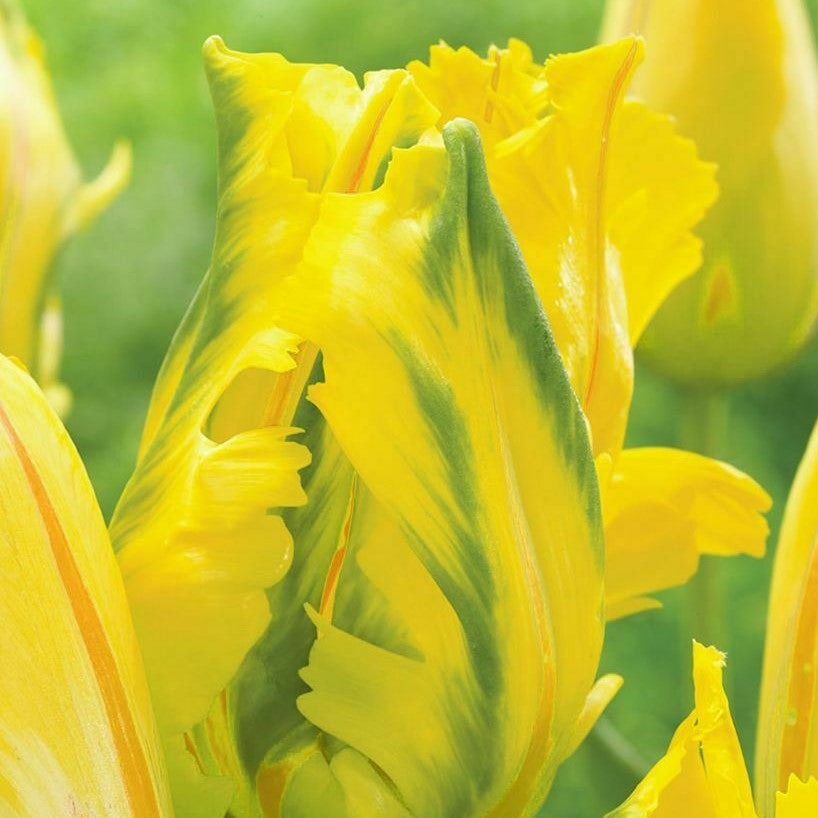 Tulip - Eagle Wings