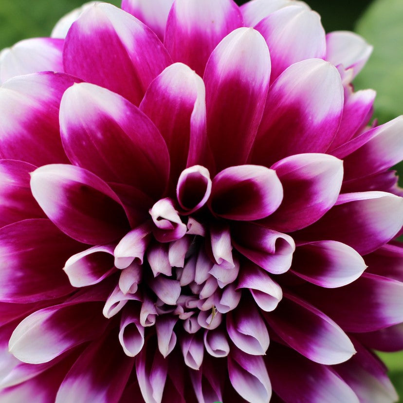 Dahlia Edinburgh