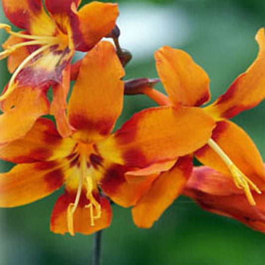 Crocosmia / Montbretia - Emily McKenzie