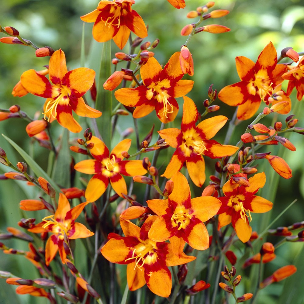 Crocosmia / Montbretia - Emily McKenzie
