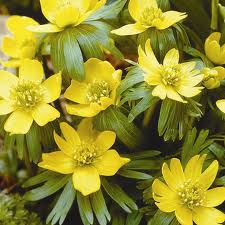 Winter Aconite - Eranthis Hyemalis