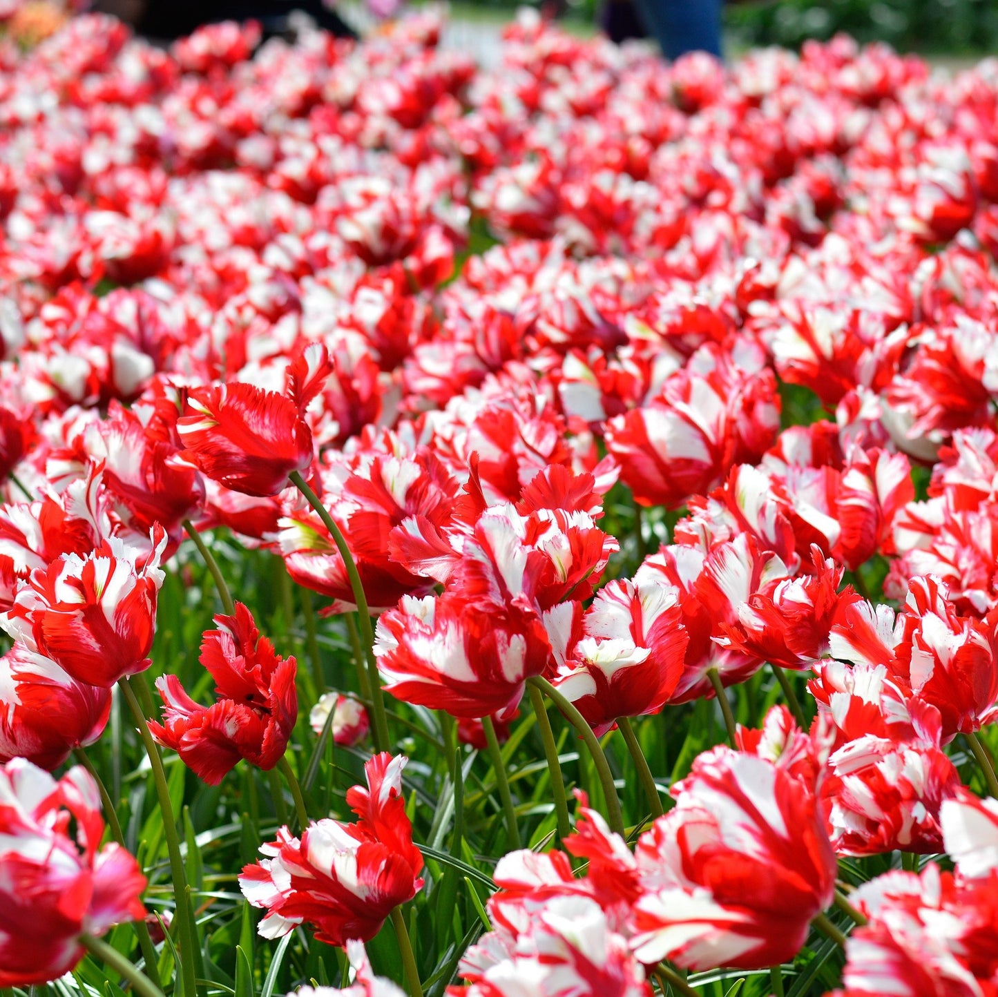 Tulip - Estella Rijnveld