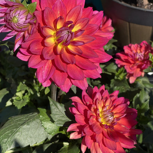 Decorative Dahlia - Firepot