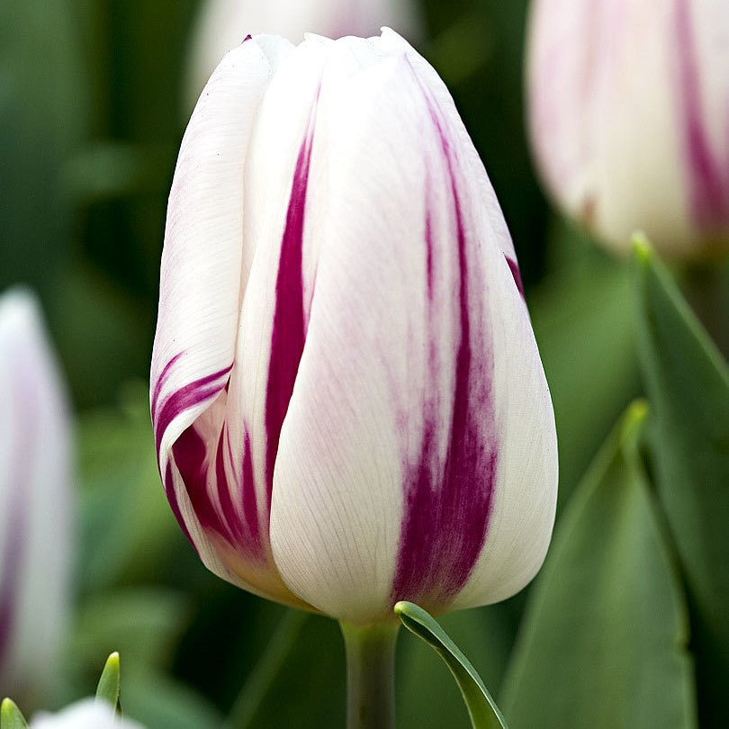 Tulip - Flaming Flag