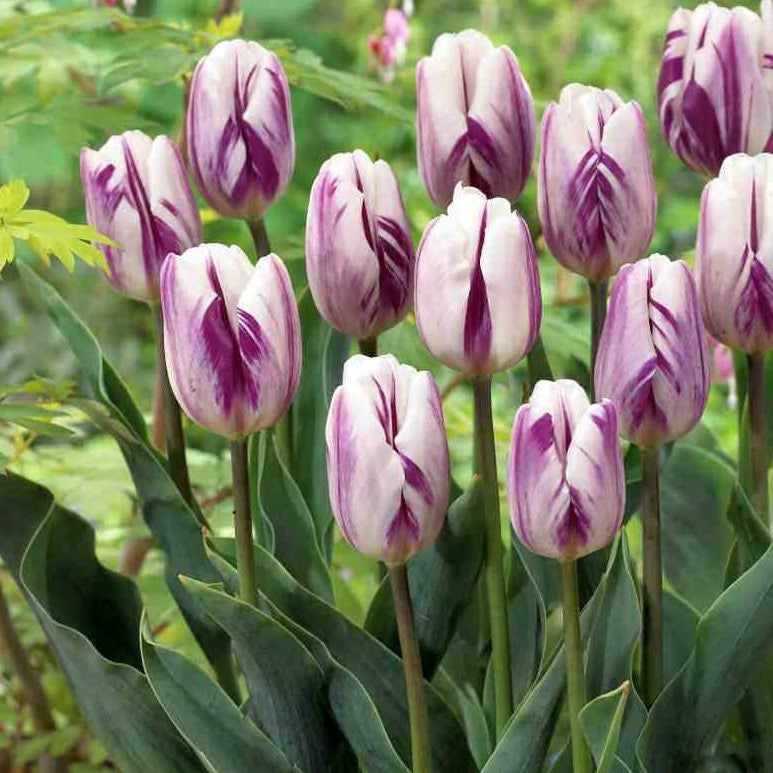 Tulip - Flaming Flag