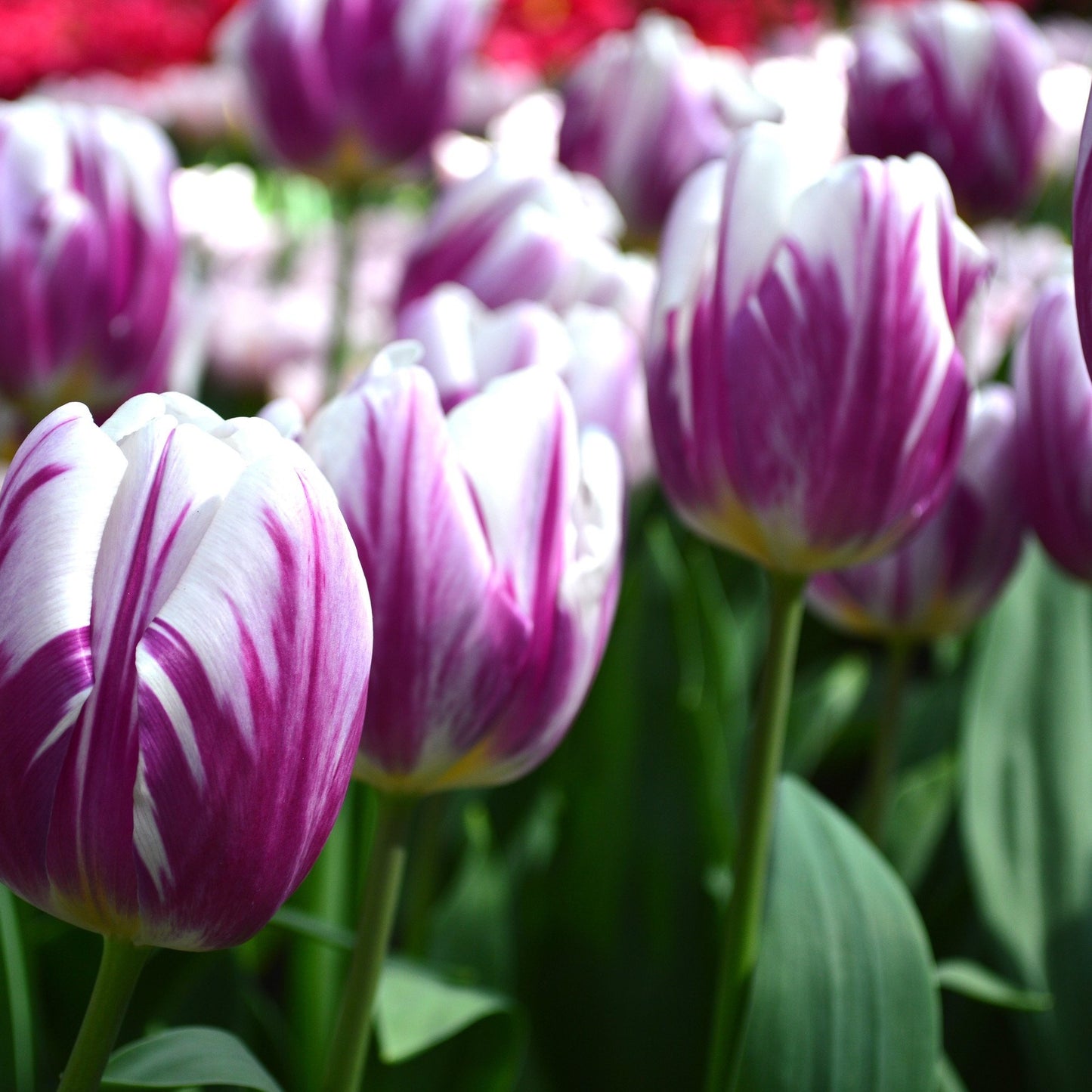 Tulip - Flaming Flag
