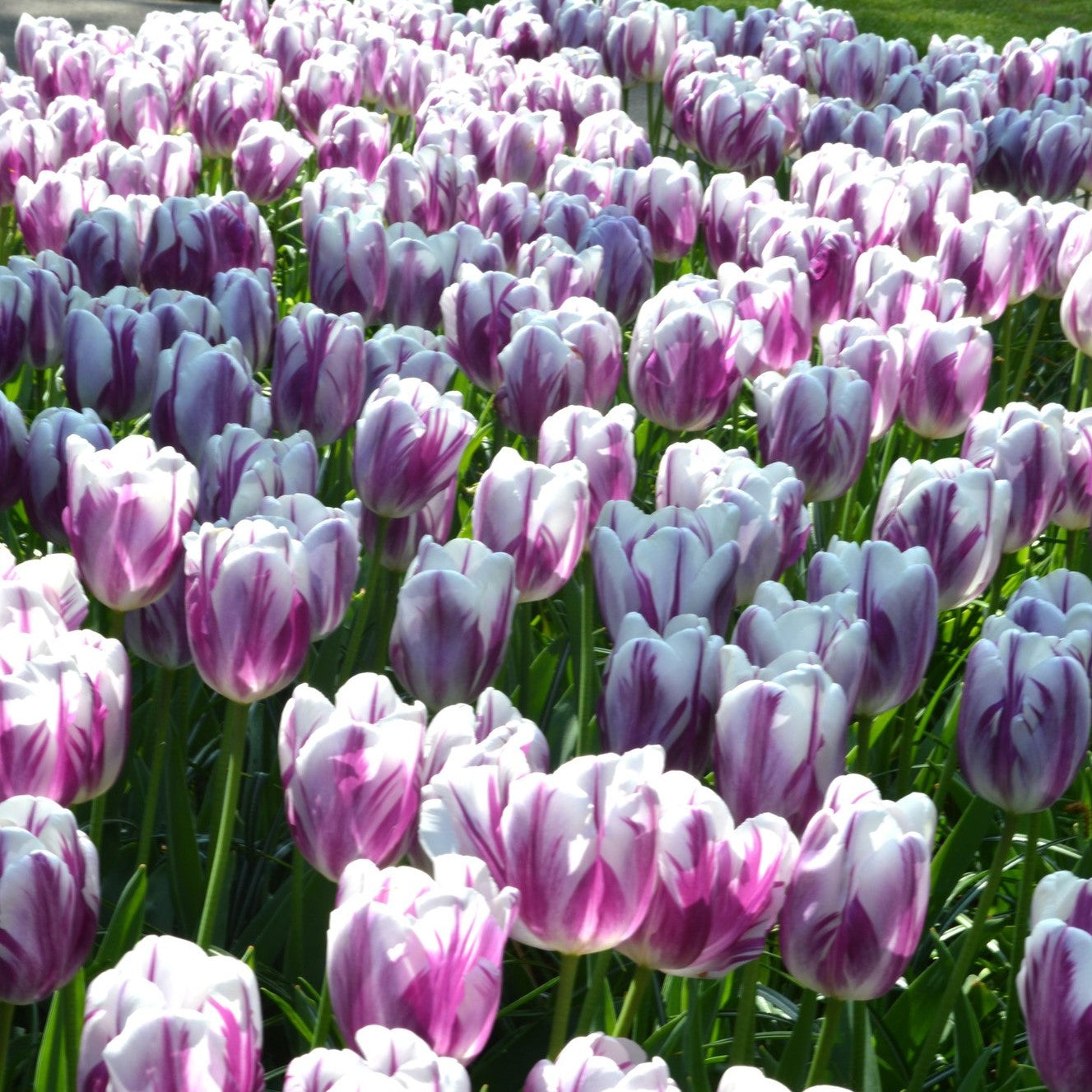 Tulip - Flaming Flag