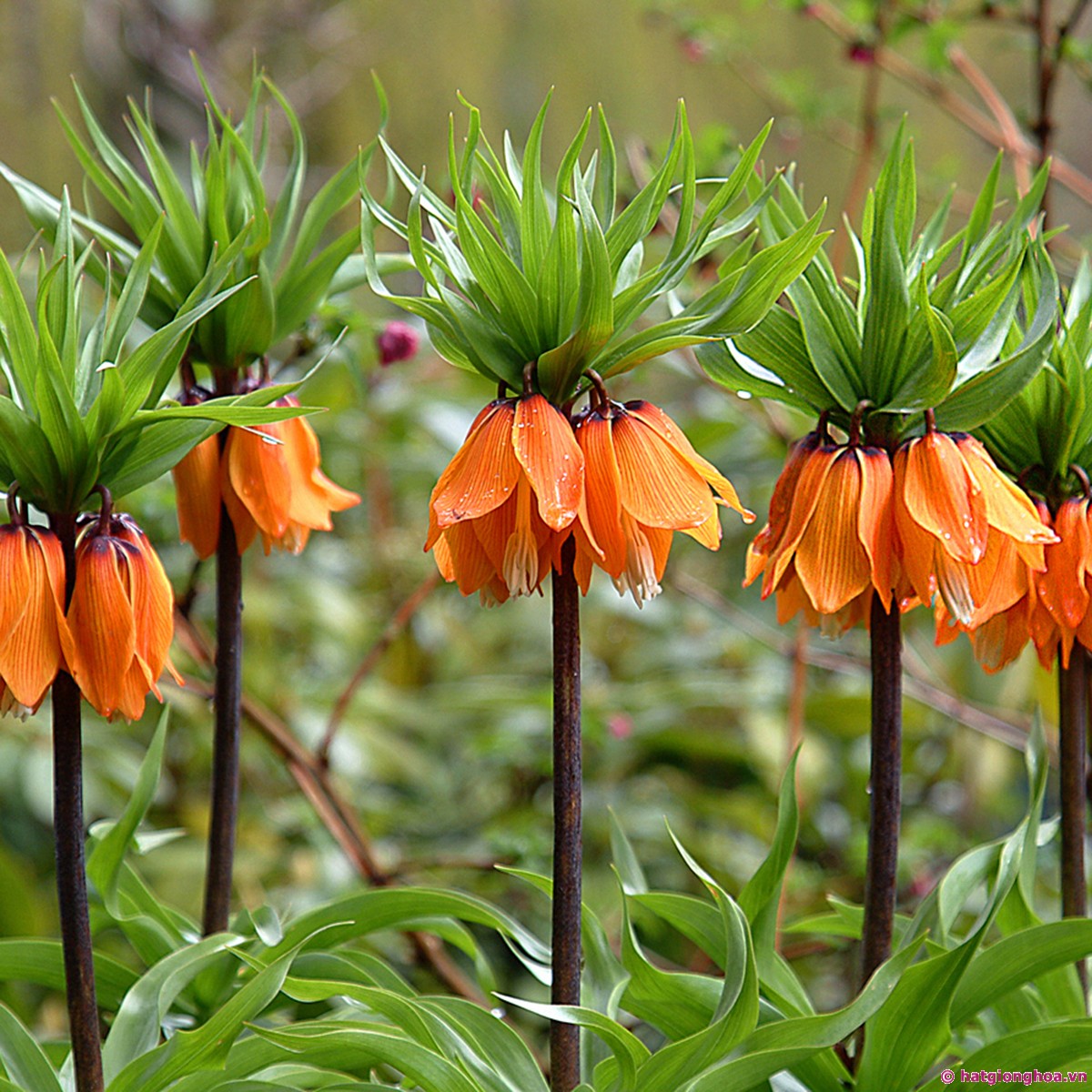 Fritillaria Crown Imperialis - Aurora