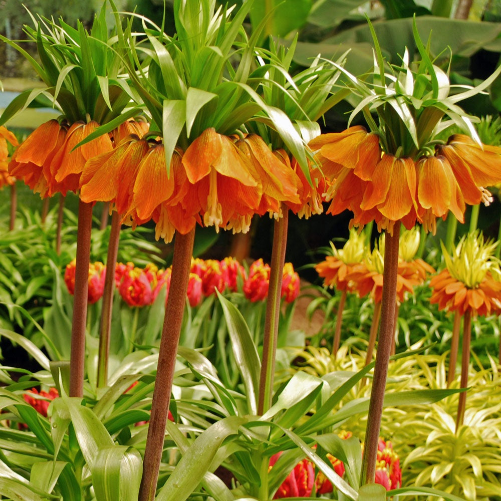 Fritillaria Crown Imperialis - Aurora