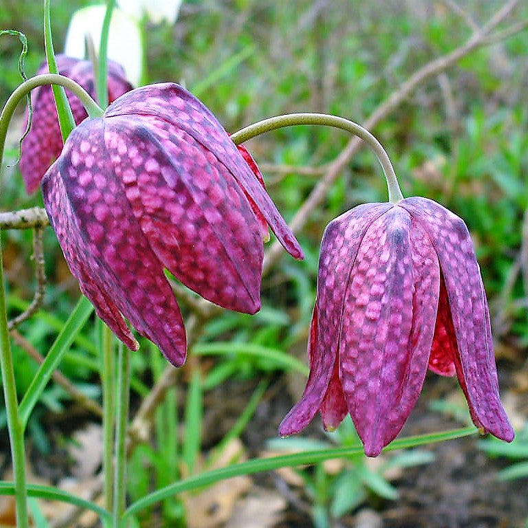 Fritillaria - Meleagris