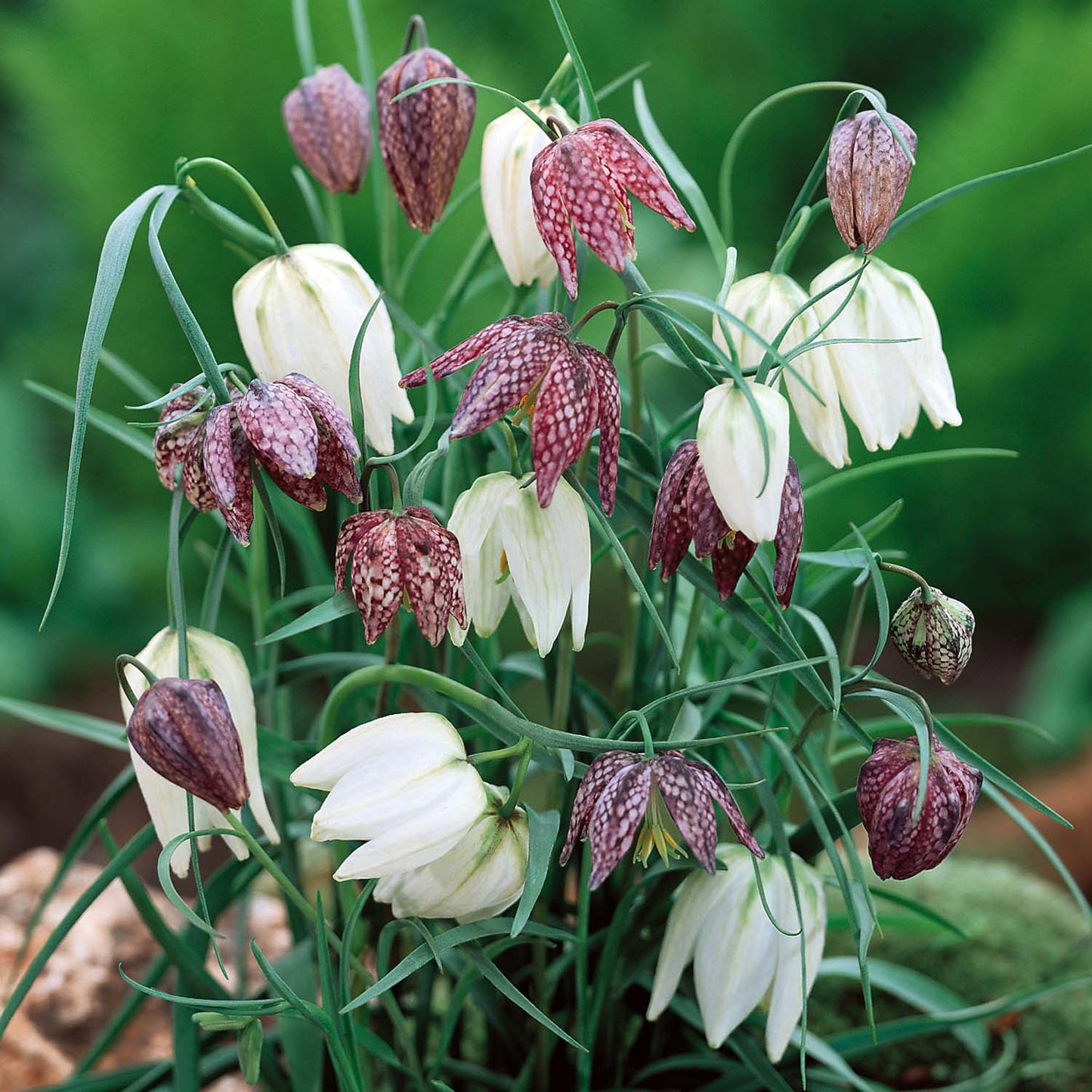 Fritillaria - Meleagris
