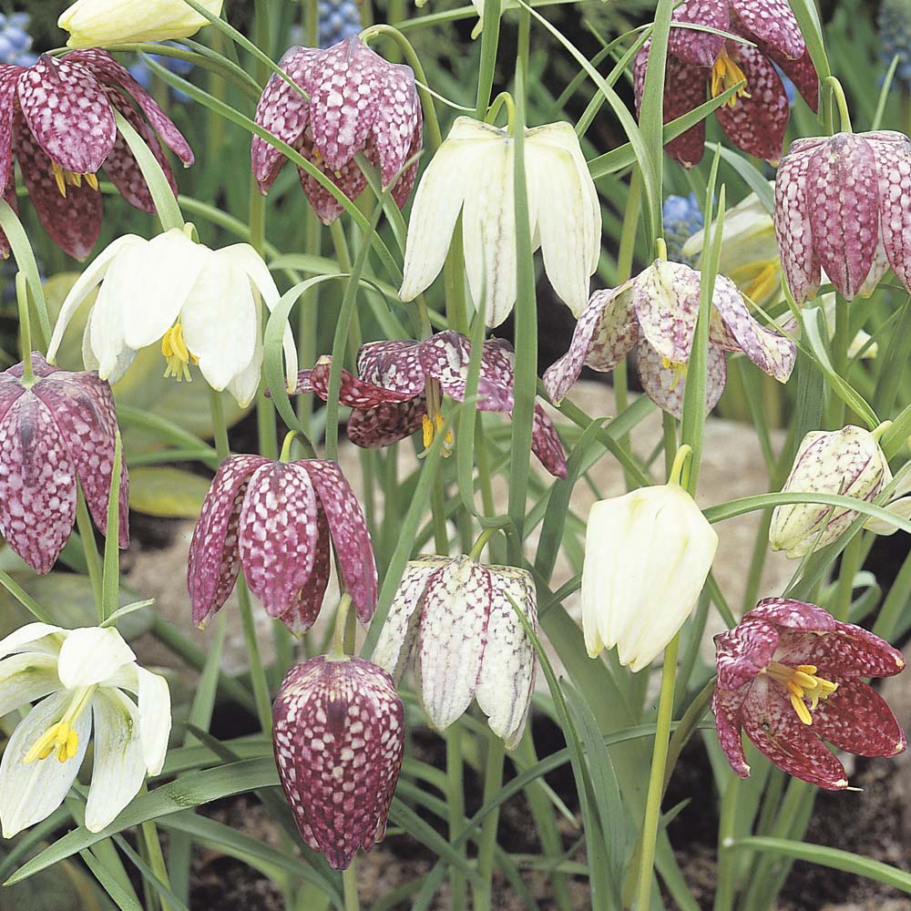 Fritillaria - Meleagris