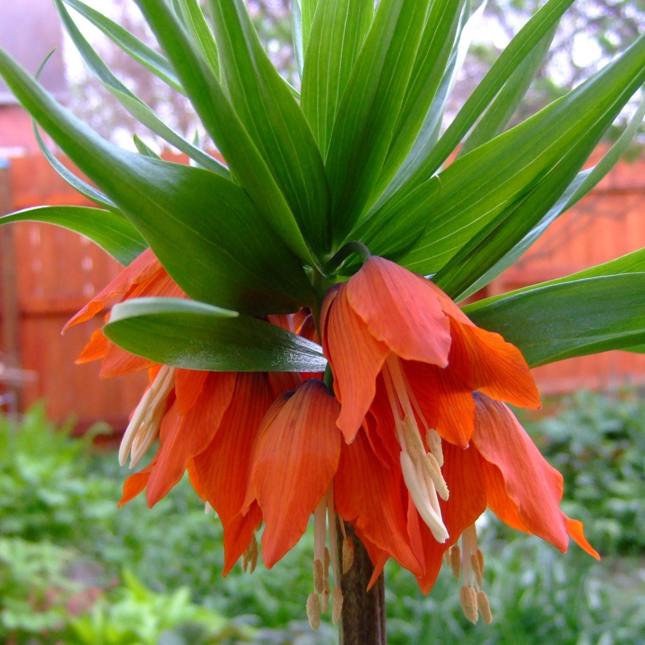 Fritillaria Crown Imperialis - Rubra