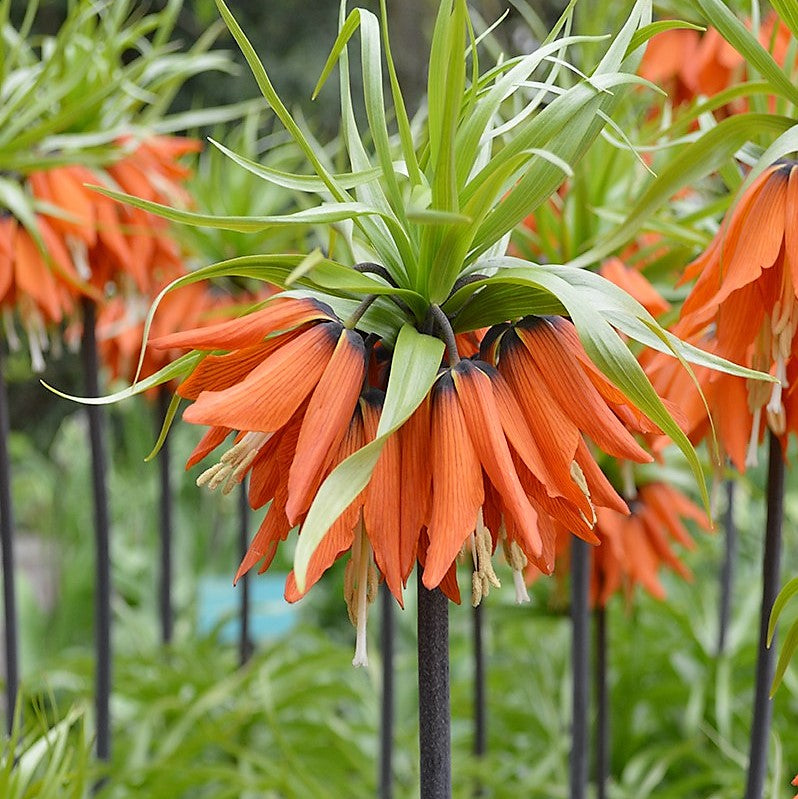 Fritillaria Crown Imperialis - Rubra