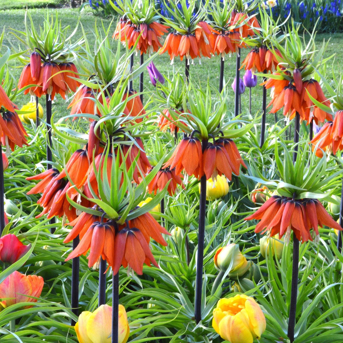 Fritillaria Crown Imperialis - Rubra