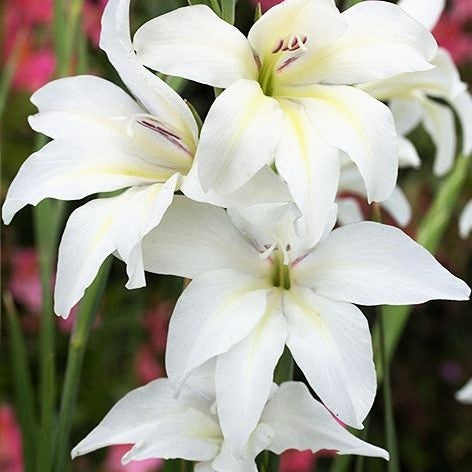 Gladiolus - Albus Colvillei