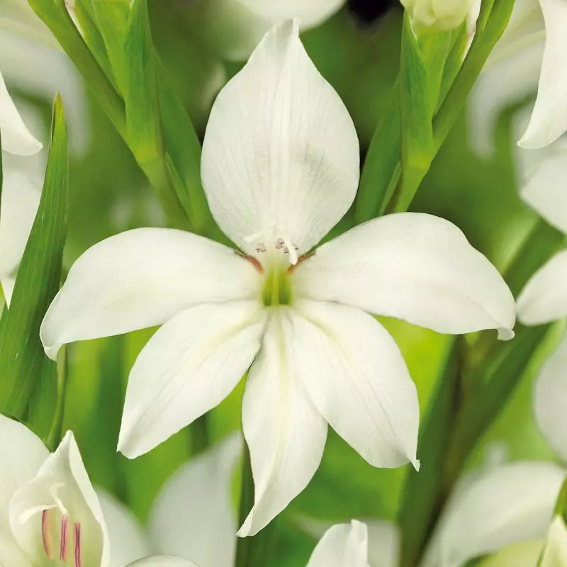 Gladiolus - Albus Colvillei