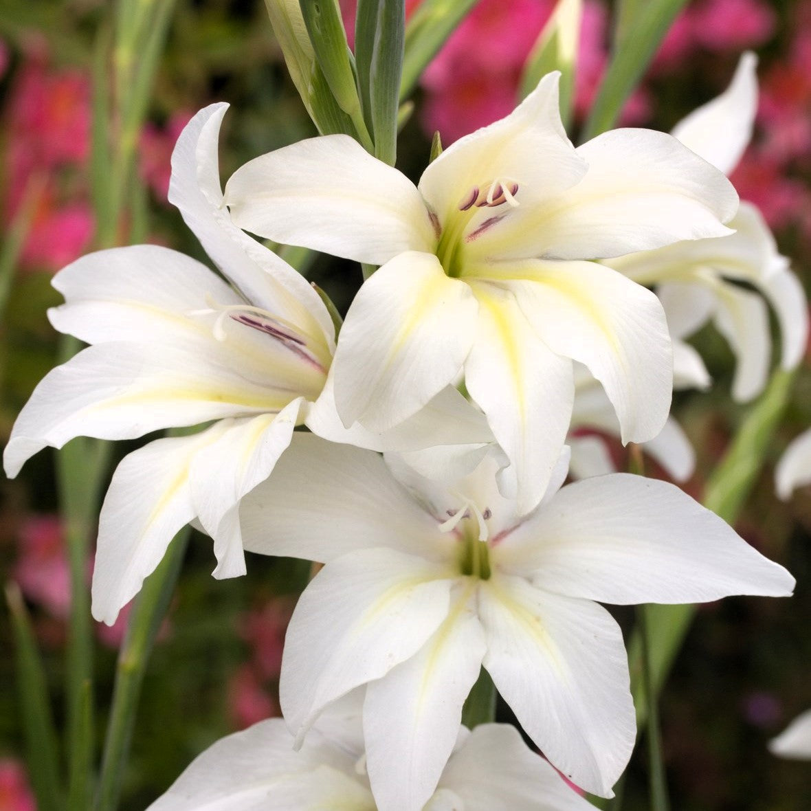 Gladiolus - Albus Colvillei