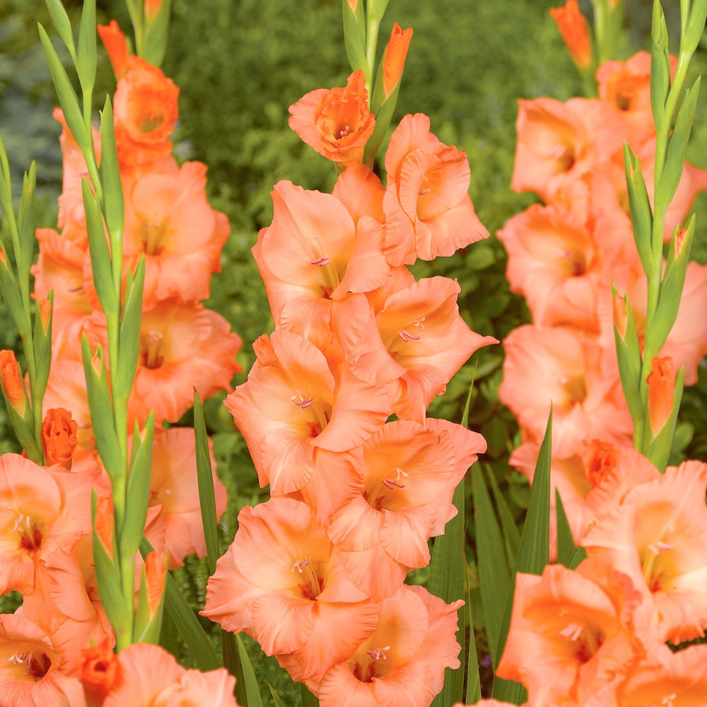 Gladioli - Georgia Peach