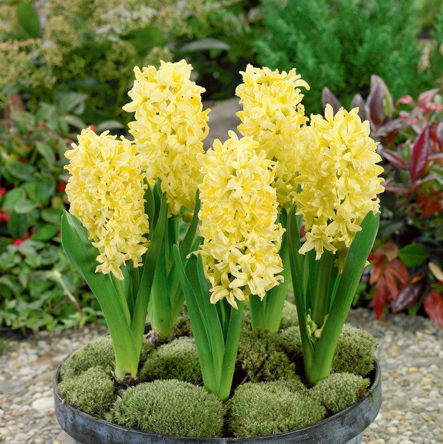 Hyacinth - Gipsy Princess