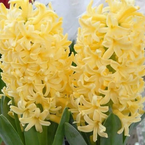 Hyacinth - Gipsy Princess