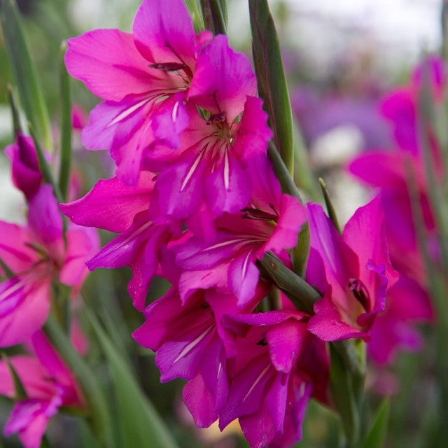 Gladiolus - Communis Byzantinus