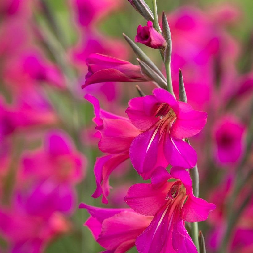 Gladiolus - Communis Byzantinus